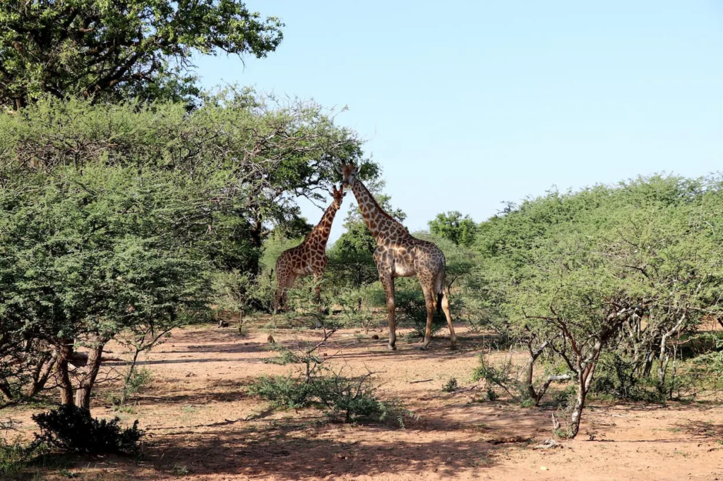 Giraffes in Mokolodi Nature Reserve, Gaborone, Botswana