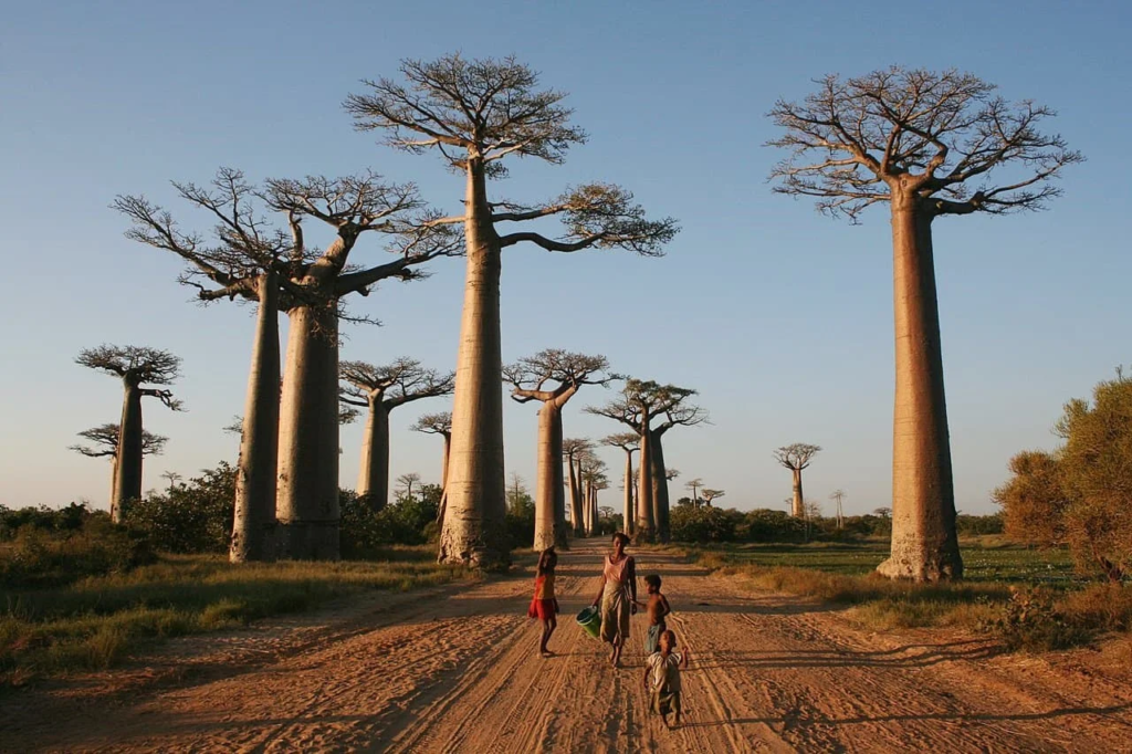 Walking the Avenue of the Baobabs